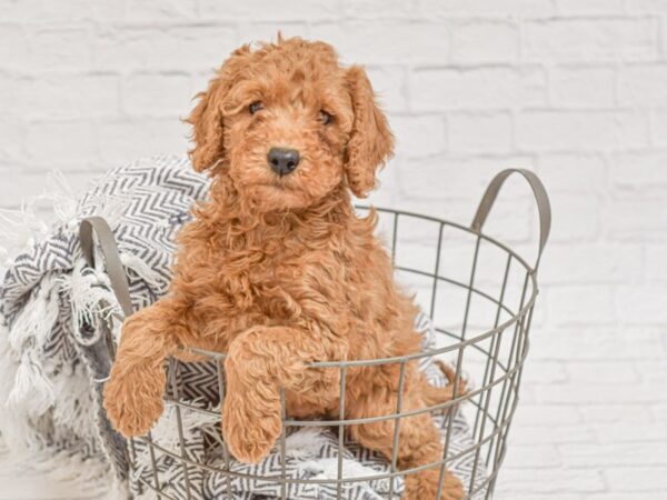 Mini Goldendoodle-DOG-Male-Apricot-34789-Petland Novi, Michigan