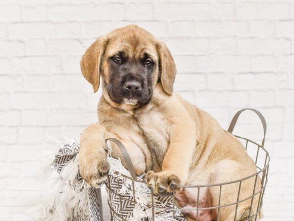 English Mastiff DOG Male Fawn w/ Blk Mask 34791 Petland Novi, Michigan