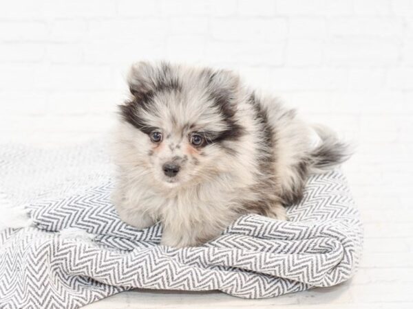 Pomeranian DOG Male Blue Merle 34768 Petland Novi, Michigan