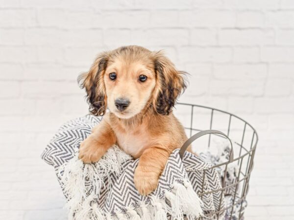 Dachshund-DOG-Male-Chocolate Sable-34793-Petland Novi, Michigan