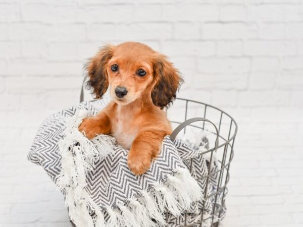 Dachshund DOG Female Red Sable 34794 Petland Novi, Michigan