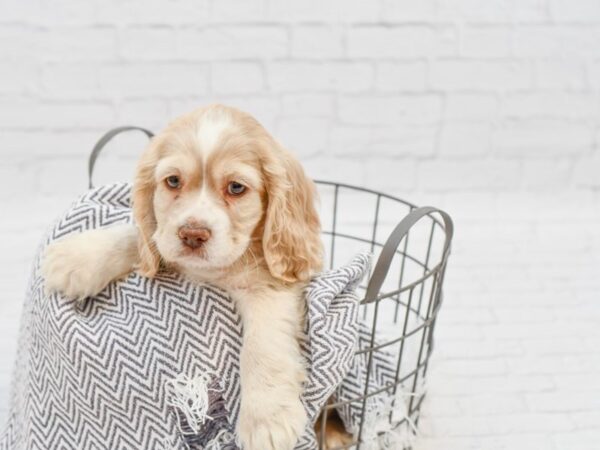 Cocker Spaniel-DOG-Male-Buff-34795-Petland Novi, Michigan