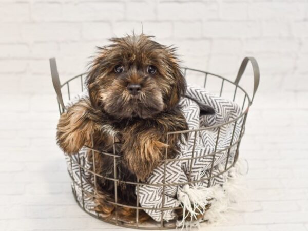 Shorkie DOG Male Red Sable 34796 Petland Novi, Michigan