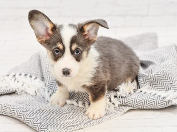 Pembroke Welsh Corgi-DOG-Male-Blue White / Tan-34797-Petland Novi, Michigan