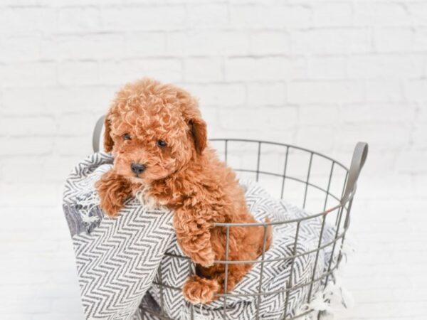 Bichonpoo-DOG-Female-RED WH-34798-Petland Novi, Michigan