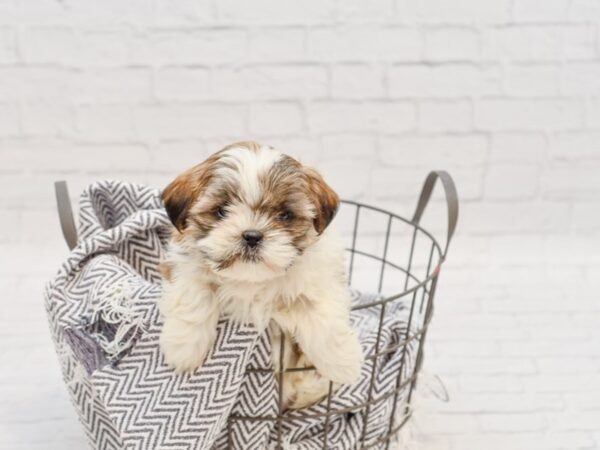 Shih Tzu-DOG-Female-BRN WH-34799-Petland Novi, Michigan