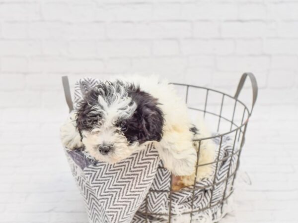 Teddy Bear DOG Female BLK WHITE 34800 Petland Novi, Michigan