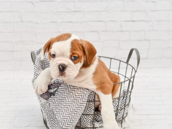 3/4 Beabull-DOG-Male-BROWN WHITE-34802-Petland Novi, Michigan