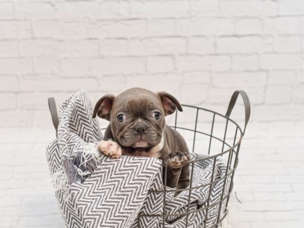 Frenchton-DOG-Male-blue-34803-Petland Novi, Michigan