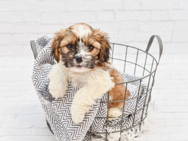 CavaTzu DOG Male BROWN WHITE 34804 Petland Novi, Michigan