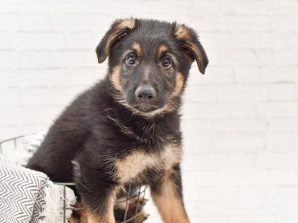 German Shepherd-DOG-Male-Black & Red-34806-Petland Novi, Michigan