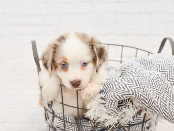 Miniature Australian Shepherd-DOG-Female-RED MERLE-34807-Petland Novi, Michigan