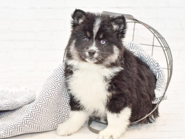 Pomsky DOG Female BLK WHITE 34810 Petland Novi, Michigan