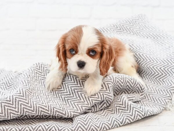 Cavalier King Charles Spaniel DOG Female Blenheim 34811 Petland Novi, Michigan