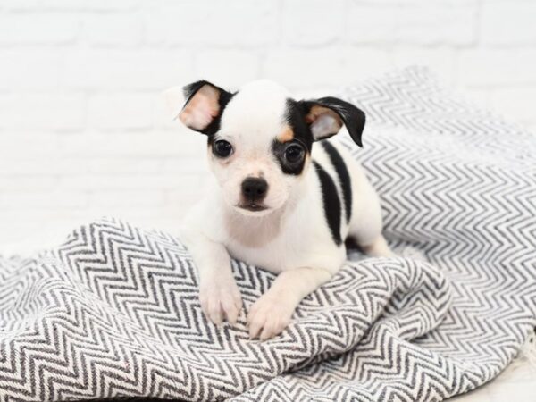 Chihuahua-DOG-Male-BLK TAN-34812-Petland Novi, Michigan