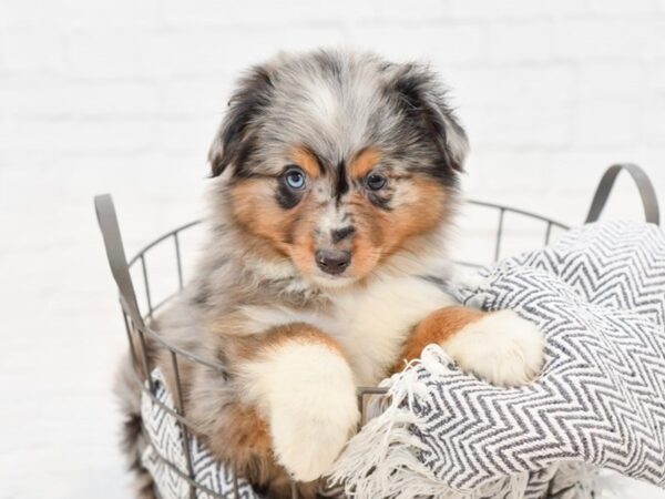 Mini Aussie-DOG-Male-BLUE MERLE-34813-Petland Novi, Michigan