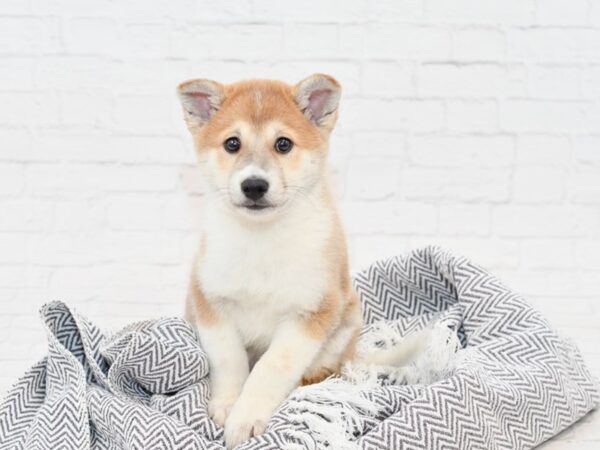 Amer Eskimo/Shiba Inu DOG Male RED WHITE 34814 Petland Novi, Michigan