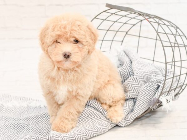 Lhasa Poo-DOG-Male-APRICOT-34815-Petland Novi, Michigan