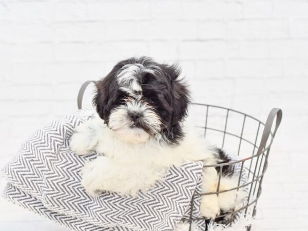 Maltipoo-DOG-Female-BROWN WHITE-34816-Petland Novi, Michigan