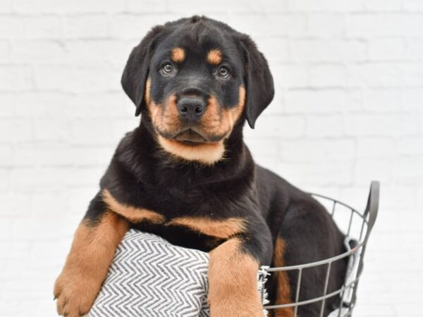 Rottweiler DOG Male Black & Tan 34817 Petland Novi, Michigan