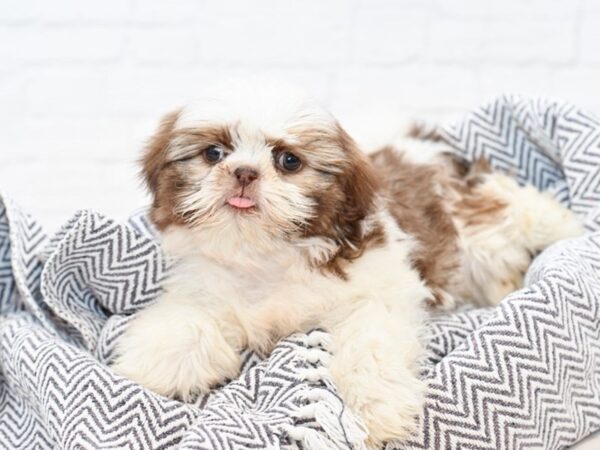 Shih Tzu-DOG-Female-Liver & White-34818-Petland Novi, Michigan