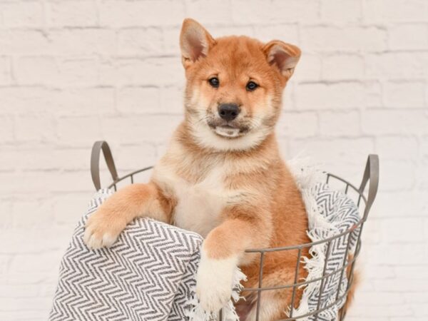 Shiba Inu DOG Male Red Seseme 34819 Petland Novi, Michigan