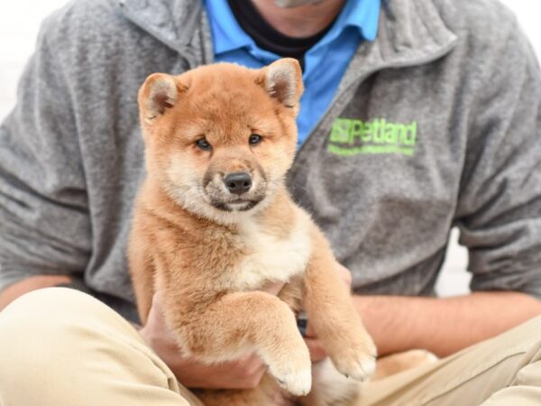 Shiba Inu DOG Female Red Seseme 34820 Petland Novi, Michigan