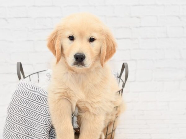 Golden Retriever-DOG-Male-Cream-34821-Petland Novi, Michigan