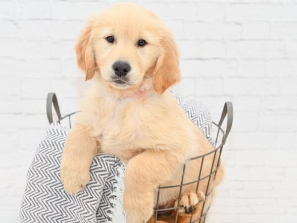 Golden Retriever-DOG-Female-Cream-34822-Petland Novi, Michigan