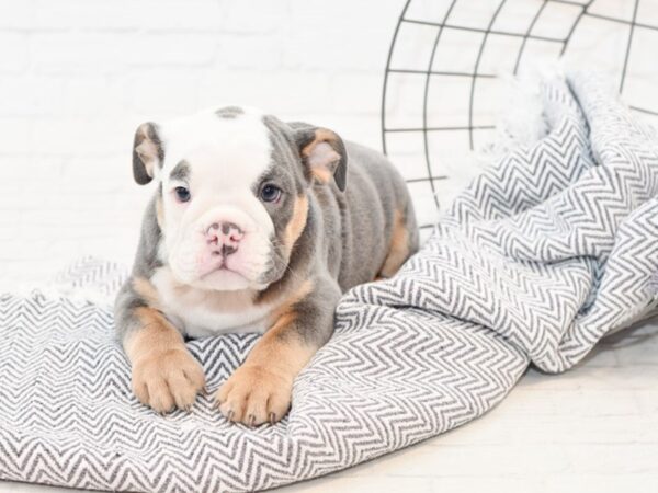 English Bulldog DOG Female Blue Tri 34823 Petland Novi, Michigan