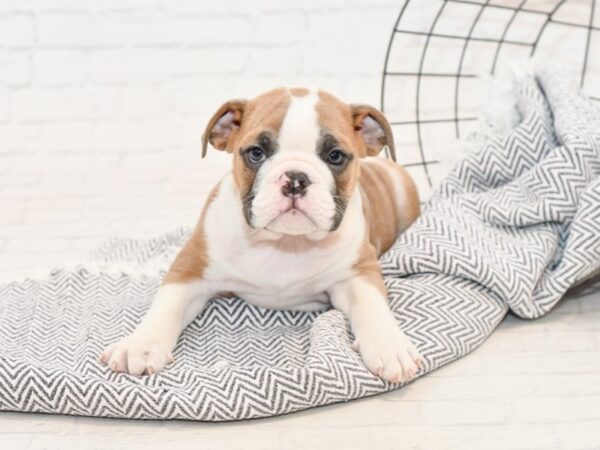 English Bulldog-DOG-Male-Blue Fawn-34824-Petland Novi, Michigan