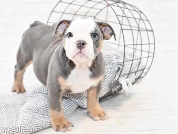 English Bulldog DOG Female Blue Tri 34825 Petland Novi, Michigan