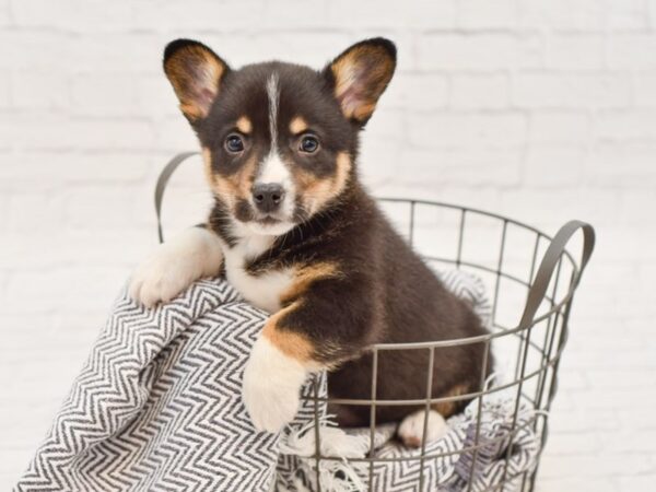 Pembroke Welsh Corgi-DOG-Male-black tri-34826-Petland Novi, Michigan