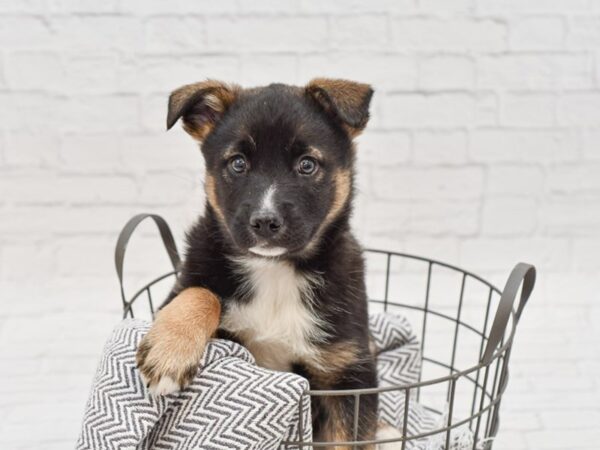 Norwegian Elkhound/Blue Heeler DOG Male black and tan 34827 Petland Novi, Michigan