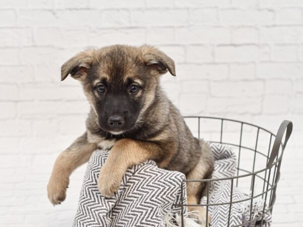 Norwegian Elkhound/Blue Heeler DOG Male sable 34828 Petland Novi, Michigan