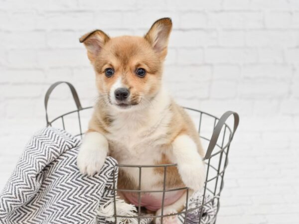 Pembroke Welsh Corgi-DOG-Female-red and white-34829-Petland Novi, Michigan