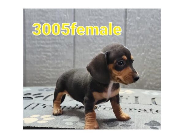 Dachshund-DOG-Female-Black / Tan-34841-Petland Novi, Michigan