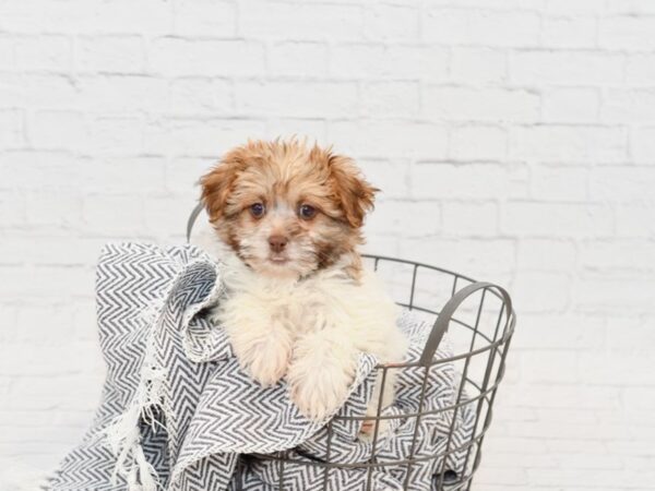 Pomeranian/ Teddy Bear DOG Male Sable / White 34832 Petland Novi, Michigan