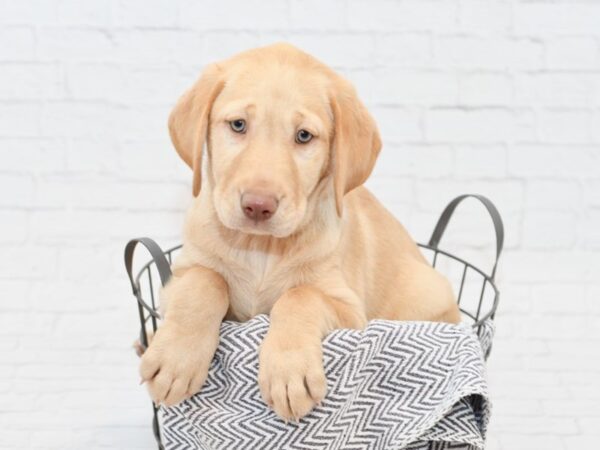 Labrador Retriever DOG Female Yellow 34833 Petland Novi, Michigan