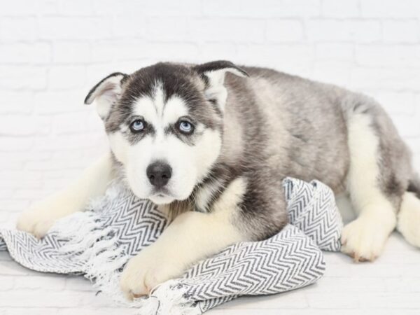 Siberian Husky-DOG-Male-Black / White-34834-Petland Novi, Michigan