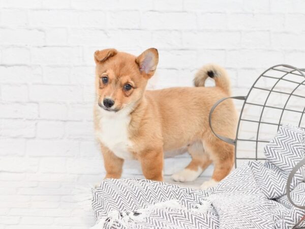 Corgi-Shiba DOG Male Red / White 34835 Petland Novi, Michigan