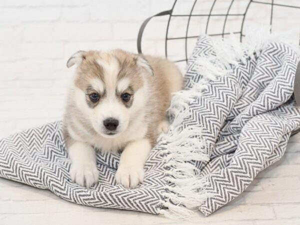 Huskimo-DOG-Male-BLK WH-34836-Petland Novi, Michigan