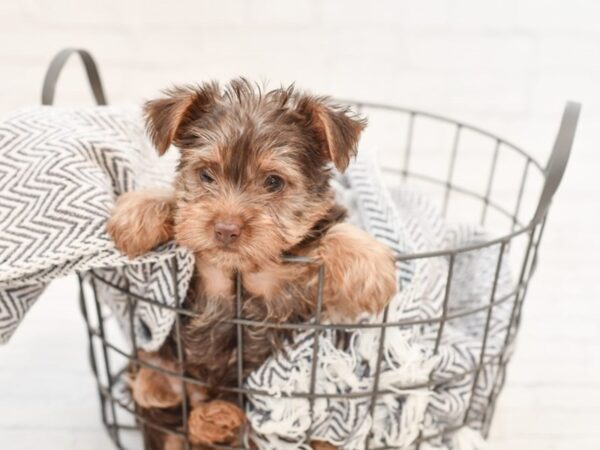 Yorkshire Terrier-DOG-Female-CHOC-34837-Petland Novi, Michigan