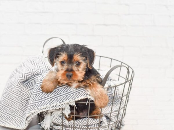 Yorkshire Terrier-DOG-Male-BLKL TAN-34838-Petland Novi, Michigan