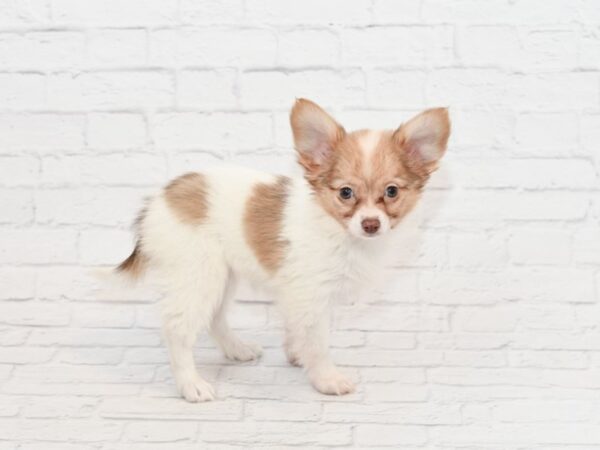 Papillon DOG Female RED WHITE 34839 Petland Novi, Michigan