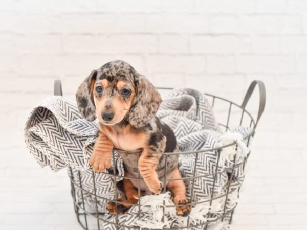 Dachshund DOG Male Blue 34840 Petland Novi, Michigan