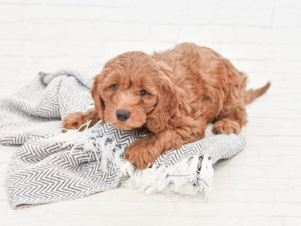 F2 MINI GOLDENDOODLE-DOG-Female-Red-34842-Petland Novi, Michigan