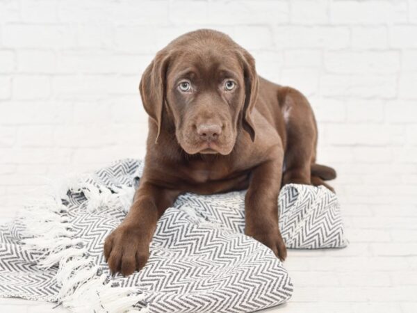 Labrador Retriever DOG Male Chocolate 34843 Petland Novi, Michigan