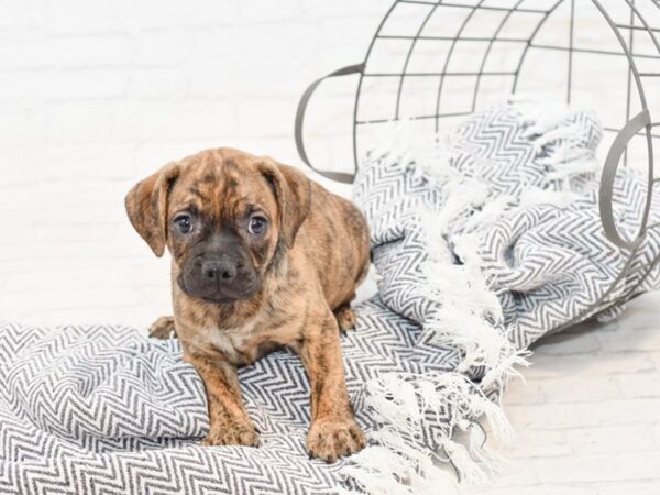 Bull Puggle-DOG-Female-BRINDLE WH-34844-Petland Novi, Michigan