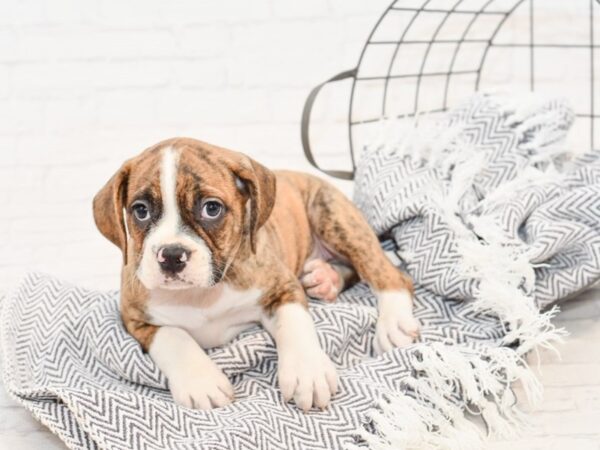 Bull Puggle DOG Male BRINDLE WH 34845 Petland Novi, Michigan